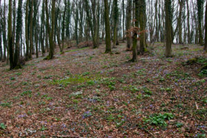 Liverwort, detail Liverwort, detail